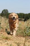 GOLDEN RETRIEVER 242
